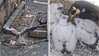 Cal Falcons: Another chick slips from nest 🎢 Returns in time for afternoon snack 🍦 2024 May 17