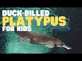 Unique Characteristics and Ecology of the Platypus