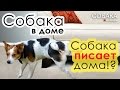 Собака писает дома,метит. Такса.