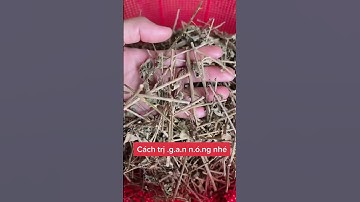 Công dụng cây tía tô #shorts #thanhdongvlog