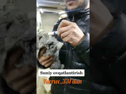 Video: Quyon go'ngini kompost qilish kerakmi?