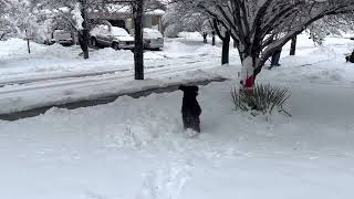 Standard Schnauzer Cash loving fresh snow by Carla Peterson 495 views 1 year ago 33 seconds