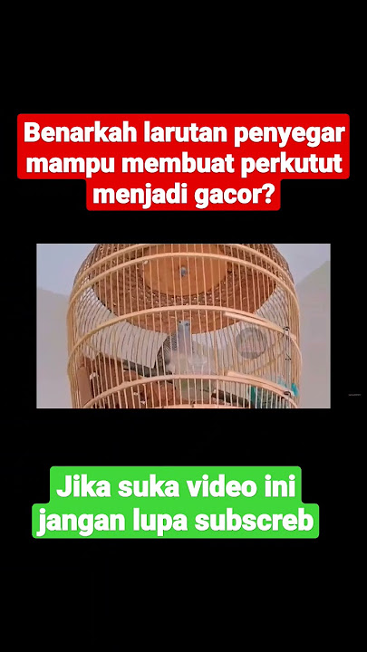 Manfaat larutan penyegar untuk perkutut