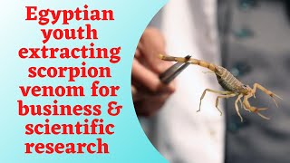 Egyptian youth extracting scorpion venom for business & scientific research- Know more facts