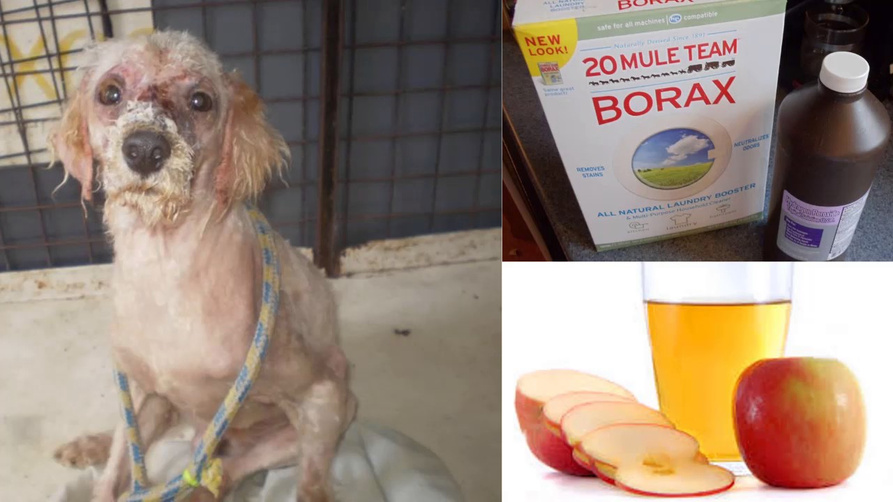 home remedy for mange in dogs borax
