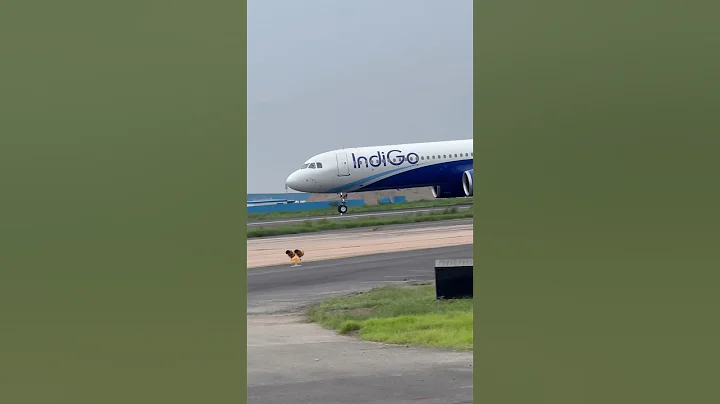 IndiGo TakeOff | AirBus-321 | #shorts #viral #trending #youtubeshorts #indigo #airbus #takeoff