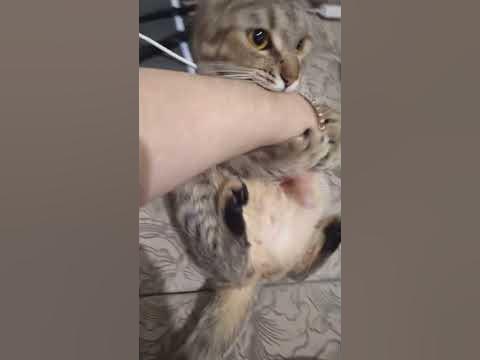 лапуся - YouTube