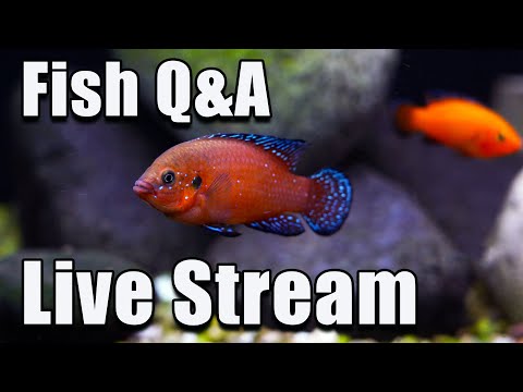 [LIVE]  Wow - What a Well Balanced Group We Are! Fish Q&A and a Giveaway Too!