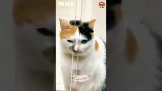 Funny Pets Moments | Pets Comedy Videos | Cat and Dog viral trending  youtubeshorts funny