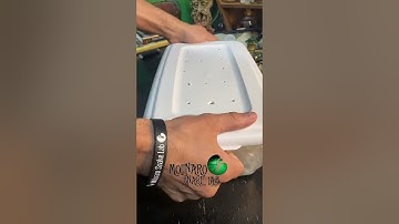 🐍 What happens after my ball pythons lay eggs 🧪