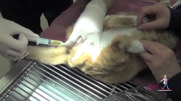 Feline Urethral Obstruction (FUO) | How to unblock a cat | VETgirl Veterinary CE Videos