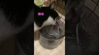 240306 #濡れてる？ #濡れてない？　 #ギリギリを攻めて水を飲む猫　珊瑚　三匹の雌猫　#cat