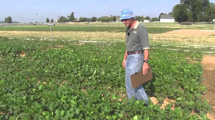 Soybean Planting Dates by Maturity Group