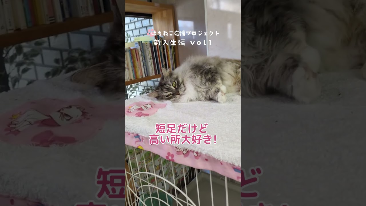 よしみちゃん 新入生紹介】よしみちゃん💕 - YouTube