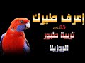 تعرف على طائر الروزيلا وطريقة تربيتة فى المنزل تعرف على طائر الروزيلا وطريقة تربيتة فى المنزل