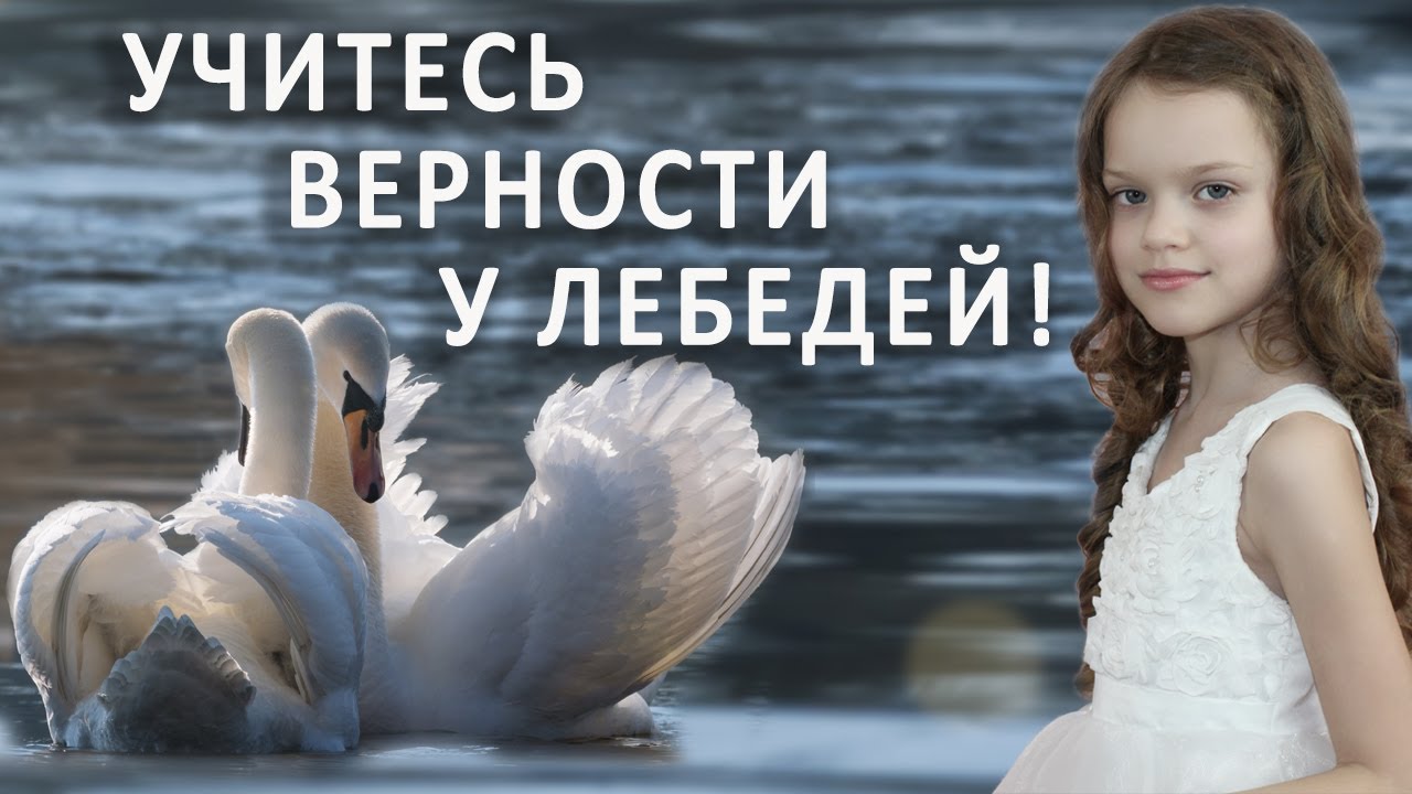 Учитесь верности верности. Учитесь верности у лебедей. Учитесь верности у лебедей любите. Мы Учимся у лебедей верности и любви. Учитесь верности у лебедей стихи.