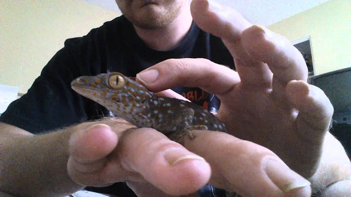 How to train your Tokay Gecko