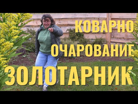 Видео: Уход за золотарником из Огайо – узнайте о выращивании золотарника из Огайо