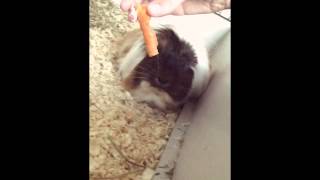 Never get between a piggy and her carrot