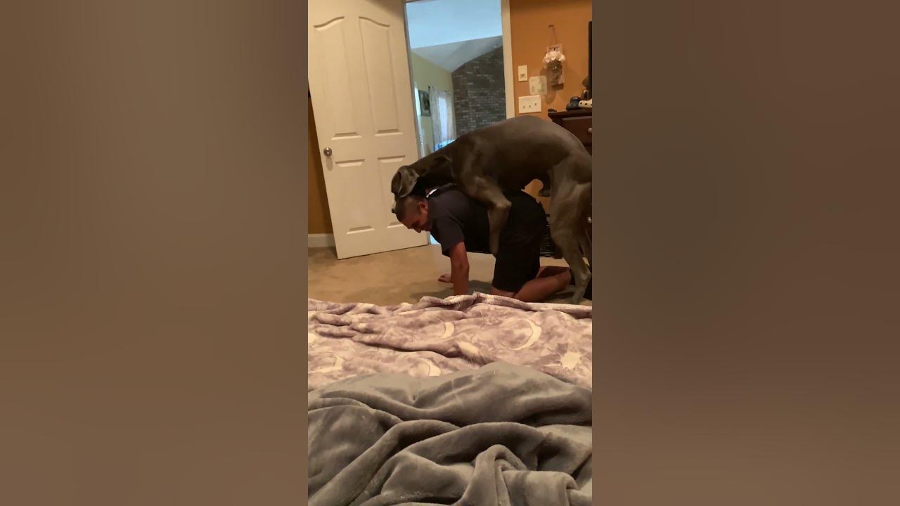Little girls dog hump Great Dane overpowers human dad during playtime *Try Not to Laugh* - YouTube