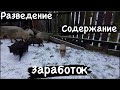 ОТВЕТЫ НА ВОПРОСЫ Вьетнамские свиньи (Содержание разведения заработок)￼
