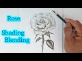 Step - 2 Rose drawing sketch/ shading blending.