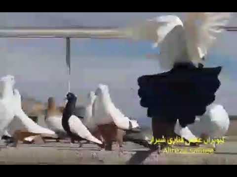 دیکلمه مسعودفردمنش