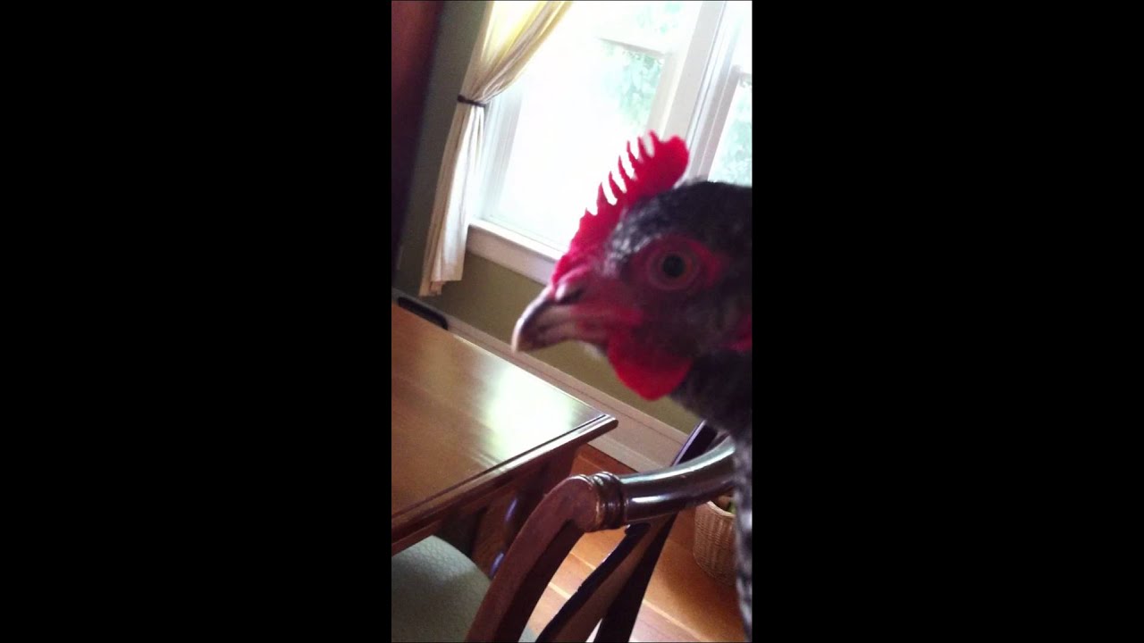 Chickens Run Loose in the House YouTube