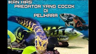 Download Lagu 7 IKAN PREDATOR EKSOTIS DAN CANTIK YANG COCOK DI PELIHARA PEMULA. MP3