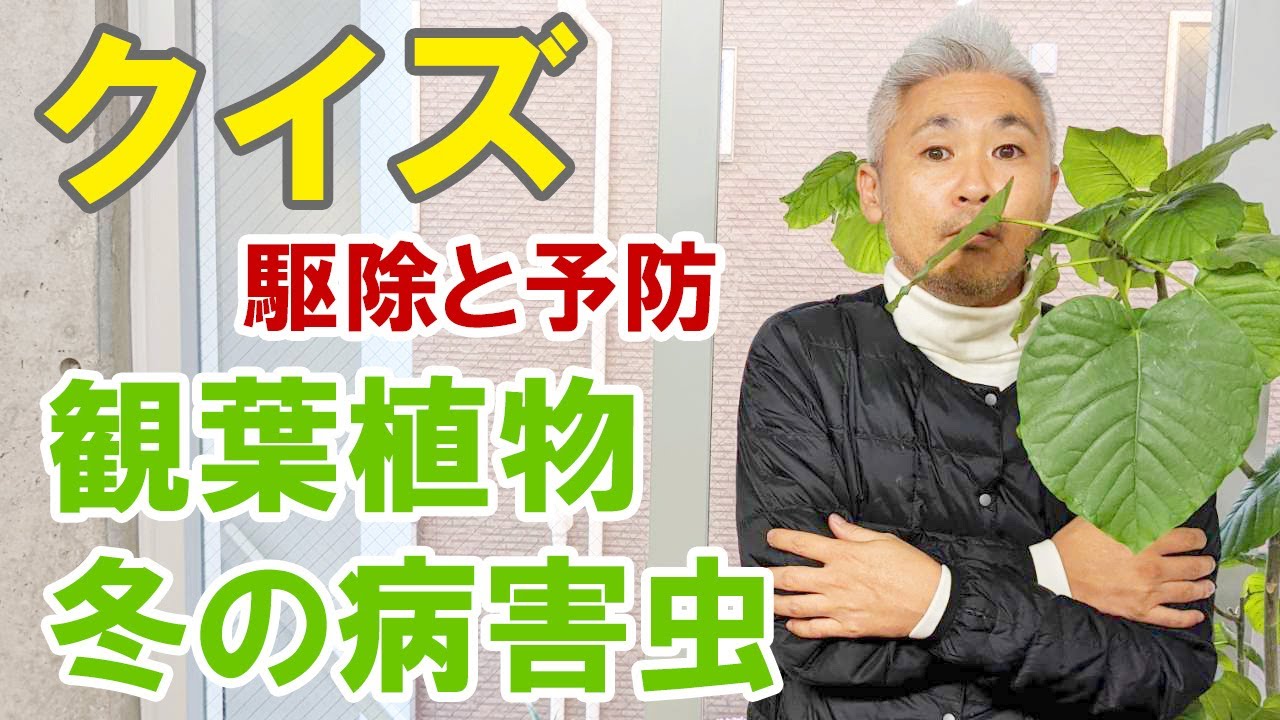 観葉植物の冬のメジャーな病害虫 駆除と予防方法 Youtube