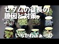 セダムの徒長の原因と対策