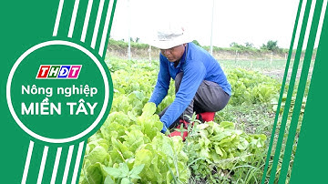 Tổ liên kết trồng rau theo tiêu chuẩn VietGAP | Nông nghiệp Miền Tây