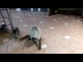 El mejor gato del mundo y gatos chistosos