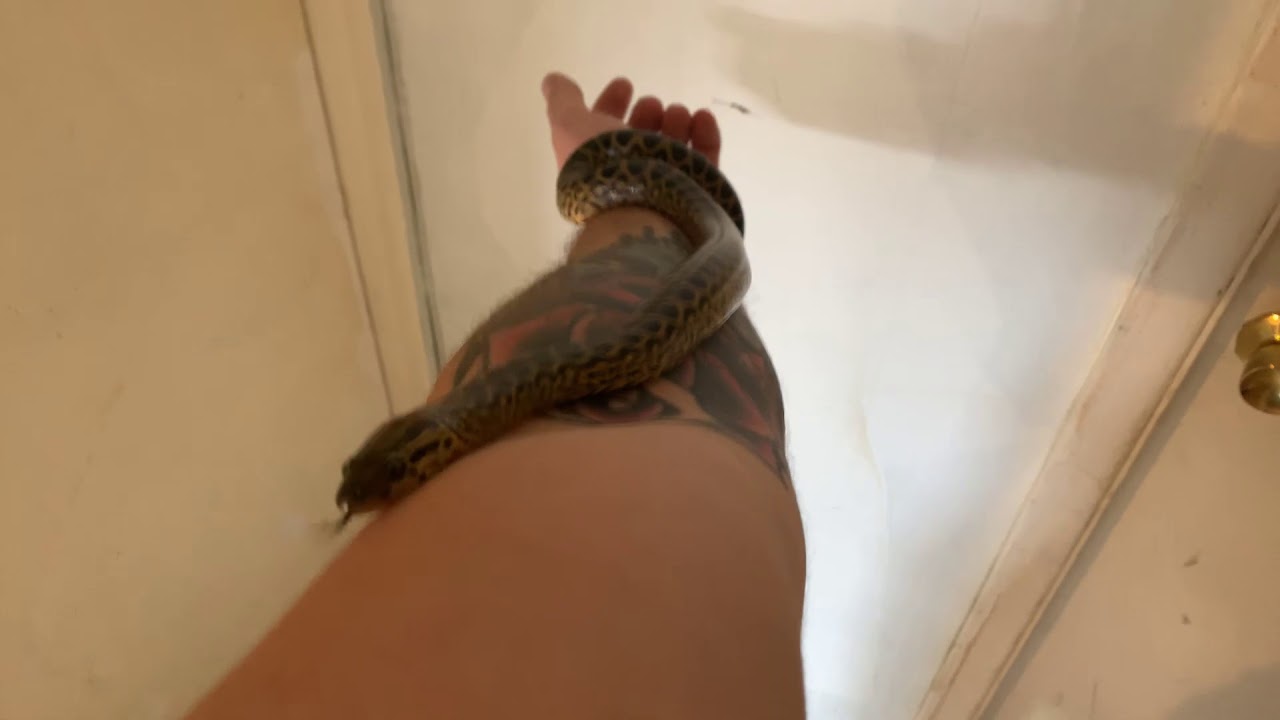 camera iphone 8 plus apk The male yellow anaconda