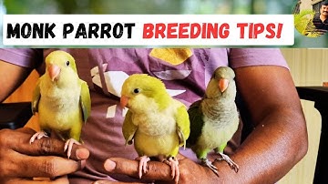 MONK PARROT BREEDING - ULTIMATE GUIDE | HMS Aviary