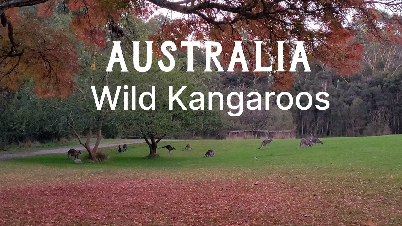 MELBOURNE Day Trip | Best Place To See Wild Kangaroos in Victoria, Australia | Australia Vlog