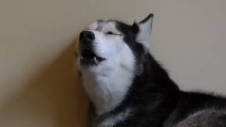 Mishka says Mishka says