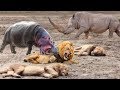 Family Hippo Attack Crazy Lion Hunting, Powerful Rhino vs Lion |  Real Fight Wild Animal Attacks