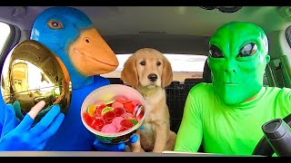 Alien Surprises T-Rex/Rubber Ducky With Car Ride Chase!