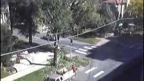 Timelapse: Clearing Tree Branches