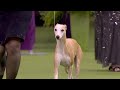 'Bourbon' the whippet wins Best Hound at 2020 Westminster Dog Show