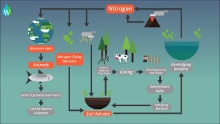 The Nitrogen Cycle - WELS (Waterpedia Environmental Learning Series)