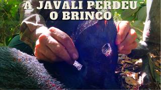 CAÇADA COM REVÓLVER, .357 DÁ CONTA? | JAVALI BRASIL | #repost