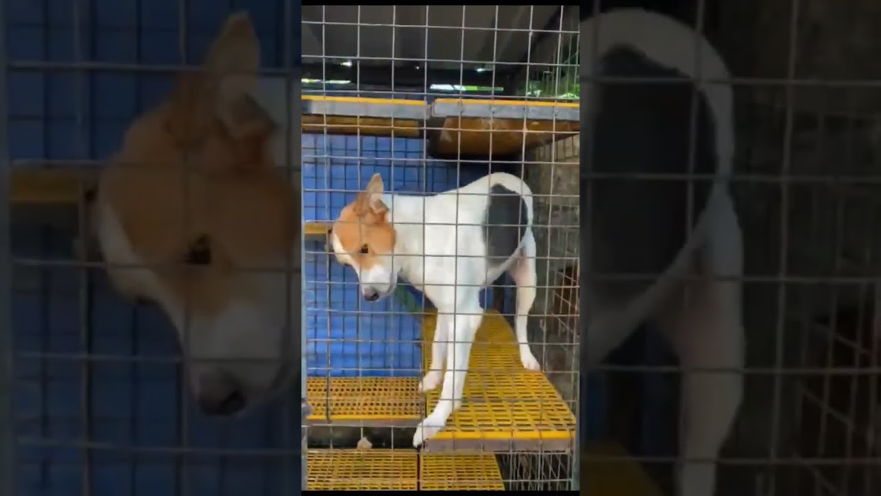 KADA ADLAW NA PANGGIBUHATON NGKIAT POD SI JAQUAR