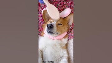 The comb message ❤️Corgi Dog ❤️ Adorable Corgi Moments You’ll Love❤️Corgi Puppies