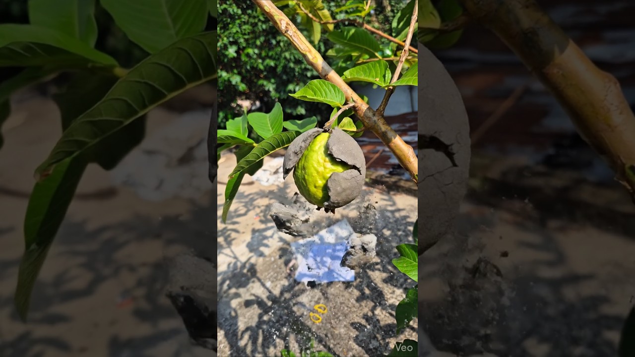 Experiment With Guava #shorts #shortvideo