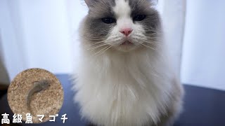 猫と一緒に魚を食べたい釣り初心者の飼い主高級魚マゴチの赤ちゃんを逃がして帰ってくる。