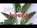 Bird Of Paradise Plant Care (why your BOP isn't flowering)