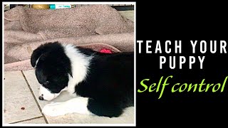 PET BORDER COLLIE puppy problems  9 weeks old basic training session by Northern lights BORDER COLLIES 2,002 views 3 years ago 2 minutes, 28 seconds