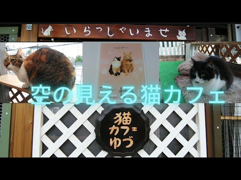 空の見える猫カフェ 猫カフェ ゆづ 埼玉県羽生市 Youtube